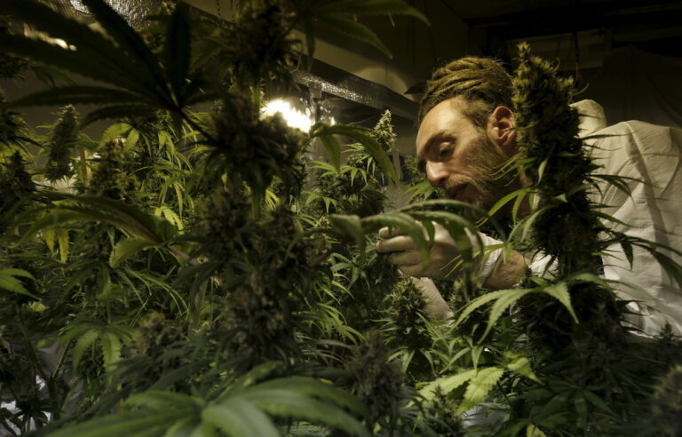 [LISTEN] Marijuana in SA: Is it really legal?