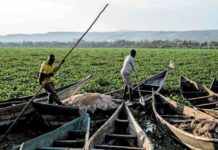 Why the fight against this weed could pay off handsomely for an energy-strapped SA Water hyacinth isn’t just good at being abundant – its foliage also contains a high ratio of carbon to nitrogen. The combination makes it ideal as a renewable gas source via bio digesters like this one.