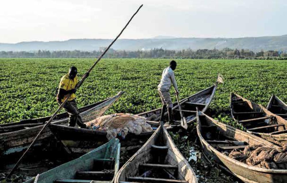 Water hyacinth isn’t just good at being abundant – its foliage also contains a high ratio of carbon to nitrogen. The combination makes it ideal as a renewable gas source via bio digesters like this one.