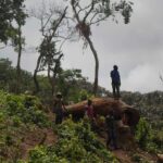A man looks out over a newly cleared area of forest at Kahuzi-Biéga national park near Bukavu, Democratic Republic of the Congo. (Kate Holt, The Guardian)