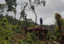 Pandas or people? When the fight to save the planet pits conservation against indigenous communities A man looks out over a newly cleared area of forest at Kahuzi-Biéga national park near Bukavu, Democratic Republic of the Congo. (Kate Holt, The Guardian)