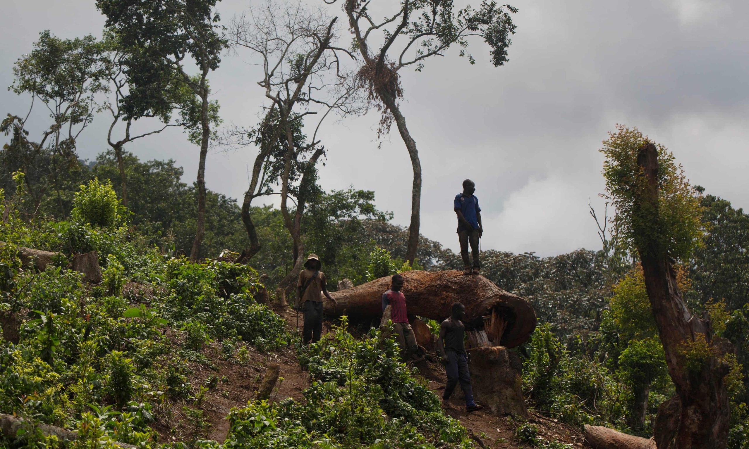 A man looks out over a newly cleared area of forest at Kahuzi-Biéga national park near Bukavu, Democratic Republic of the Congo. (Kate Holt, The Guardian)