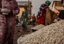 Why there’s a bumper crop of opinions on this genetically modified food