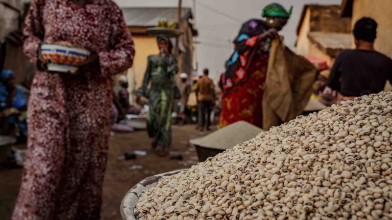 Why there’s a bumper crop of opinions on this genetically modified food