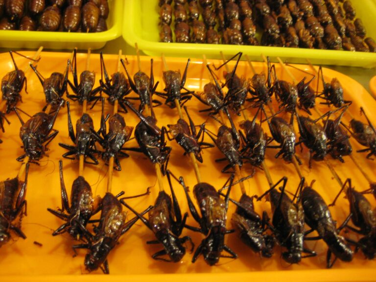 Crickets, beetles and moths. Eating them could help save the planet. But would you snack on them?