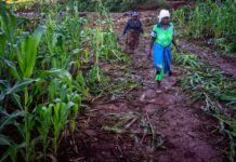 Cyclone Idai: ‘I don’t know how my children will survive’ A field of maize devastated by Cyclone Idai