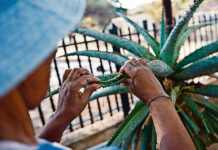Drug shortages send rural patients back to home remedies Alternatives: Residents of Mabeskraal in the North West are reverting to traditional medicine