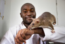 Angelina Jolie takes on her biggest role — as a TB-sniffing rat Meet Julius. Studies have shown that he can sniff out about 42% more TB cases than the average lab technician can detect with an ordinary microscope.