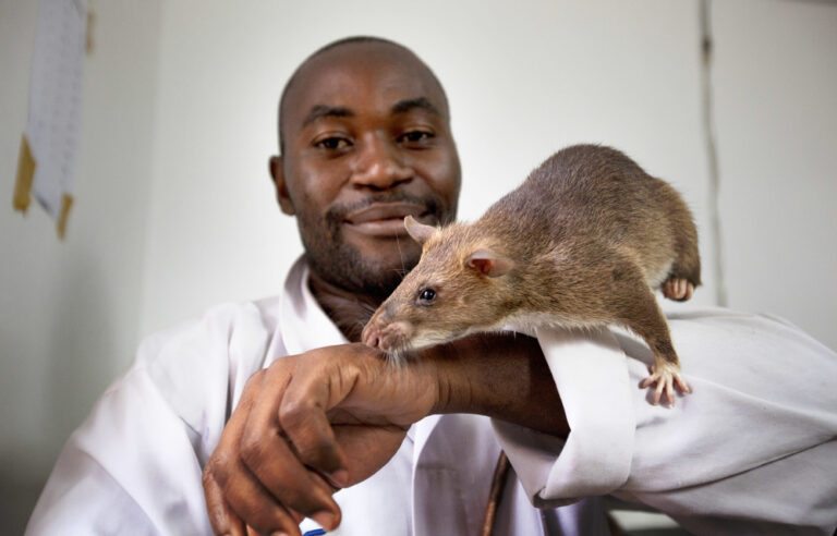 Angelina Jolie takes on her biggest role — as a TB-sniffing rat