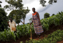 Water-fed gardens in Malawi ward off starvation – for now Irrigation farming in a Malawian village has helped ward off malnutrition and starvation