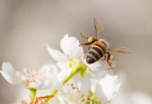 What happens when you can’t fight climate change? You use what you’ve got to adapt Honeybee harvesting pollen. WWF is piloting beekeeping and ecotourism initiatives in the Madagascan village of Kivalo.