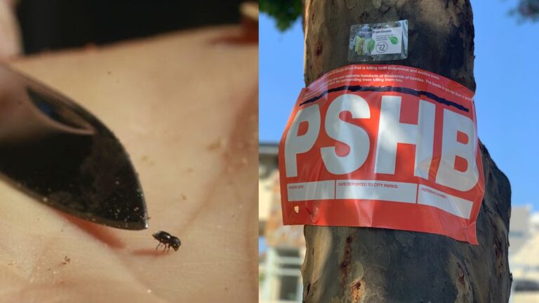 Bugs, borers & heatwaves: Life and mental health in a hotter Joburg