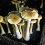 Scans have been used to compare brain activity between people who took psilocybin