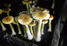 Therapists test psychedelic chaos to cure depression and addiction Scans have been used to compare brain activity between people who took psilocybin