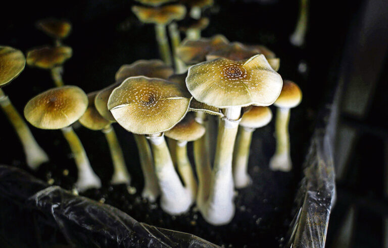 Therapists test psychedelic chaos to cure depression and addiction