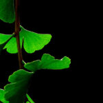 Ginkgo Biloba leaves.
