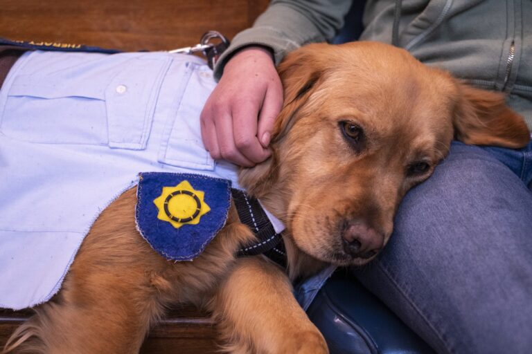 [VIDEO] Paw patrol: These pooches are helping put child abusers behind bars