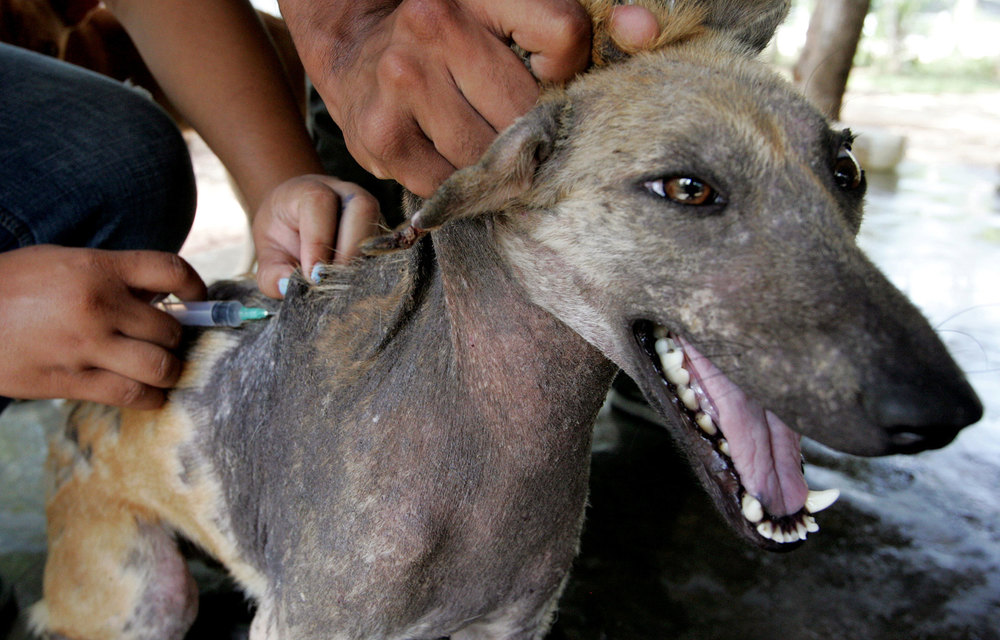 [From our archives] 6 things you should know about rabies