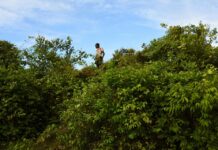 ‘Our god is stronger’ — can biodiverse Bijagós fend off evangelical threat? Young boys climb trees to pick fruit off trees