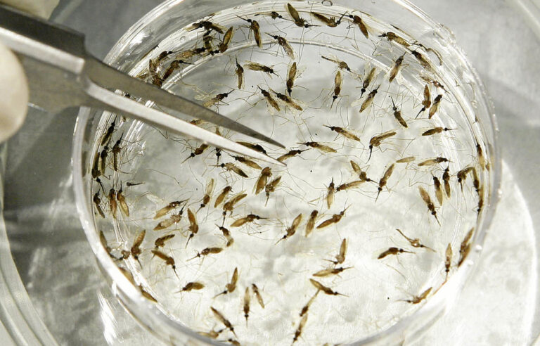 How Zambia is beating malaria