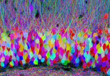 There’s gold at the end of the Brainbow Imagine this: A team of 15 neuroscientists is to get R900-million in start-up funding for a project that could find a cure for diseases such as Alzheimer's