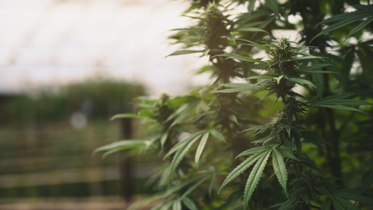Lesotho’s cannabis boom isn’t giving locals the high life they were promised. Here’s why