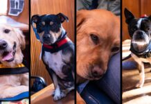 The magistrate’s tail: How these pets are helping child rape victims get justice |Therapy dogs from Top Dogs are dressed up as role players in the Krugersdorp Magistrates Court to showcase how court proceedings work to children that have to testify in court.|Therapy dogs from Top Dogs are dressed up as role players in the Krugersdorp Magistrates Court to showcase how court proceedings work to children that have to testify in court.|Therapy dogs from Top Dogs are dressed up as role players in the Krugersdorp Magistrates Court to showcase how court proceedings work to children that have to testify in court. In this photograph Flake is dressed up as the State Prosecutor.|Therapy dogs from Top Dogs are dressed up as role players in the Krugersdorp Magistrates Court to showcase how court proceedings work to children that have to testify in court. In this photograph Peanut is dressed as the court orderly and lies on the lap of one of the children present in court.|Therapy dog Napoleon leaves the courtroom after the workshop in court.|Four therapy dogs dressed as courtroom characters.