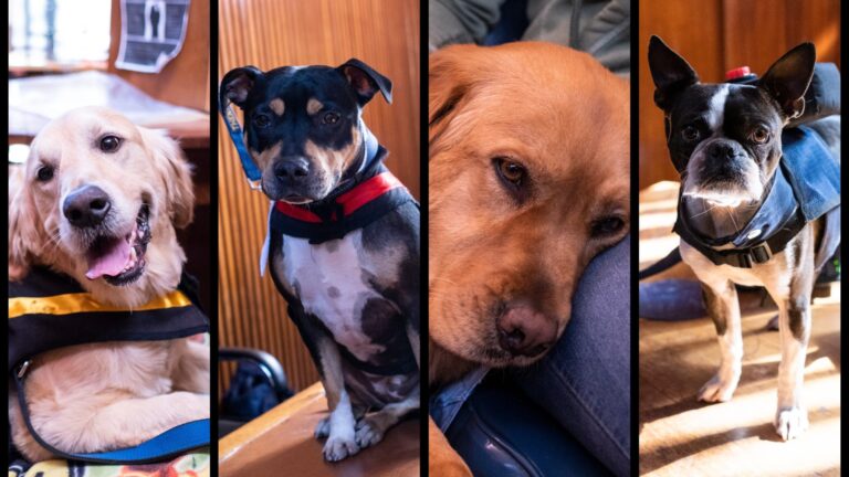 The magistrate’s tail: How these pets are helping child rape victims get justice