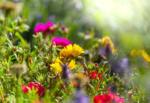 Pushing up daisies – by becoming compost? How you can choose a greener death