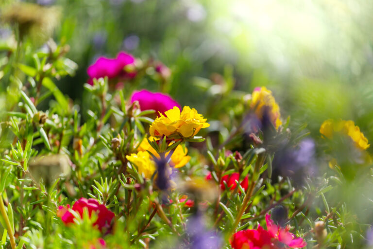 Pushing up daisies – by becoming compost? How you can choose a greener death